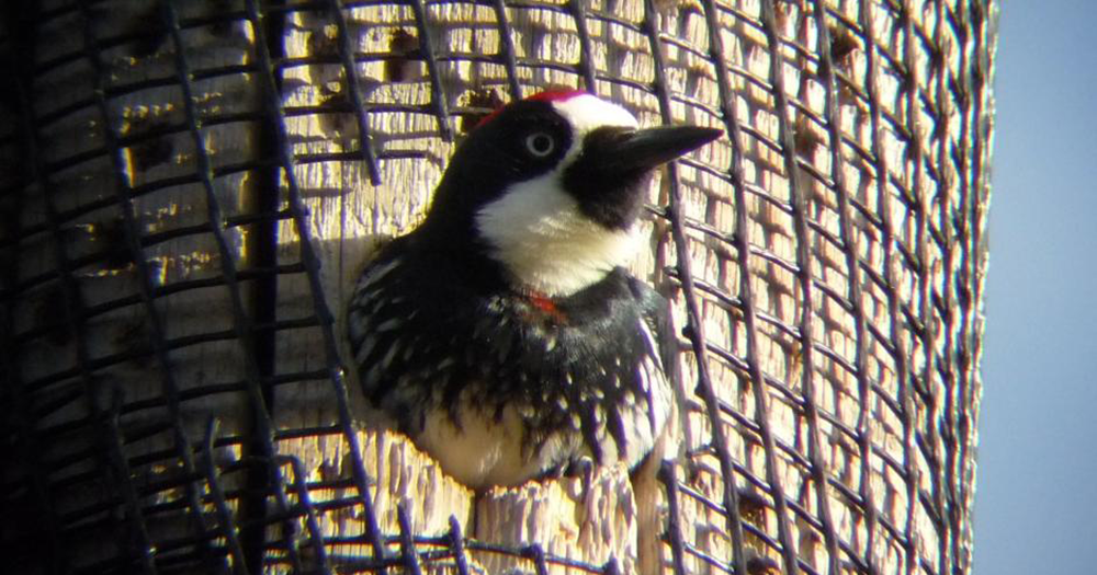 What To Do About Woodpeckers on Utility Poles